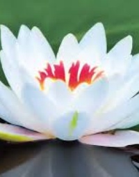 Picture for Intuitive Readings package